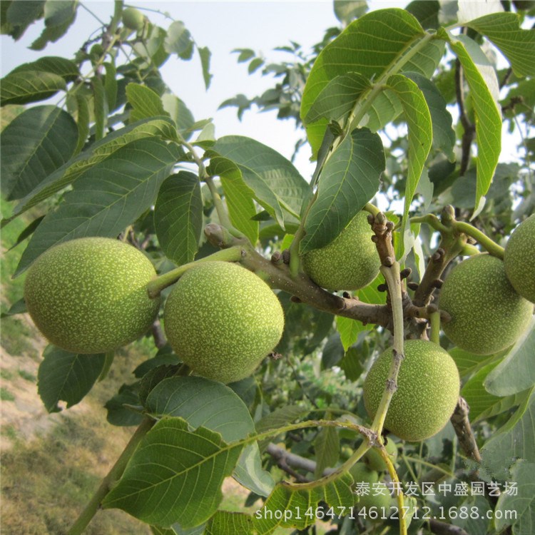 核桃樹苗批發(fā) 量大優(yōu)惠薄皮9818 遼核一號 規(guī)格8518核桃樹