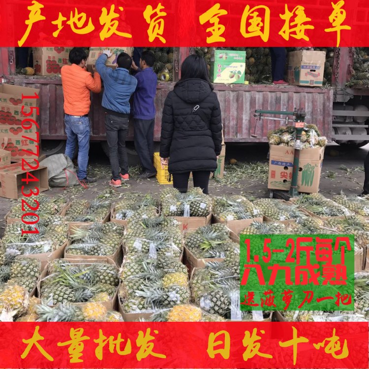 廣西新鮮菠蘿小菠蘿鳳梨水果海南菠蘿徐聞菠蘿除味32.9元連箱10斤