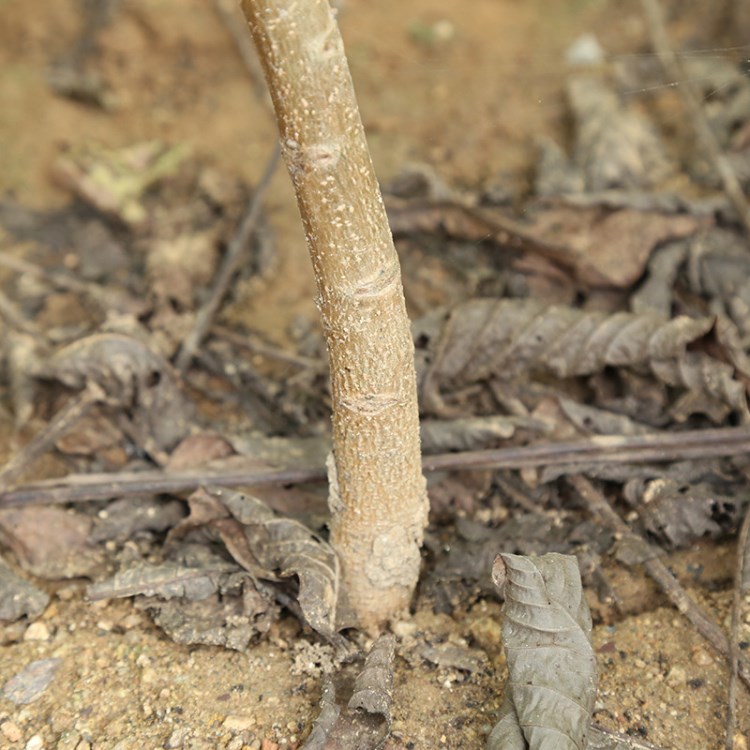 基地自己培育核桃小苗 萌芽率高 生长茂盛 挂果多 抗病毒 好管理