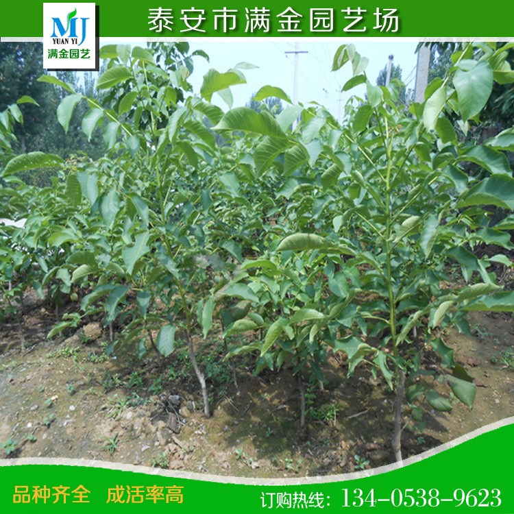 薄殼核桃樹苗 種植技術(shù) 嫁接核桃苗 地栽果樹苗 紙皮嫁接核桃小苗