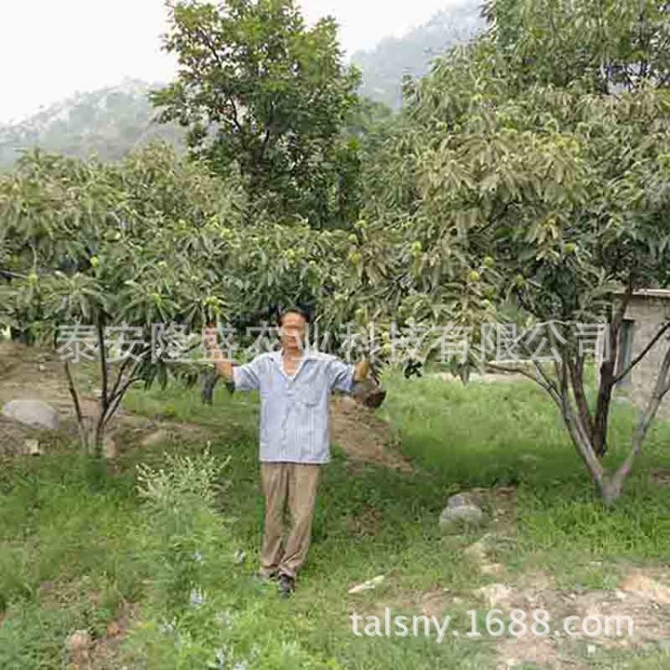 厂家销售山东板栗苗基地直销易成活泰山板栗苗价格优惠质量好