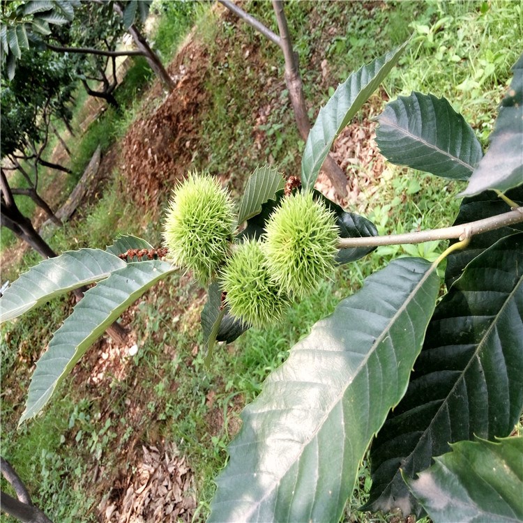 山東地區(qū)3公分石豐板栗苗 石豐板栗苗價(jià)格優(yōu)惠