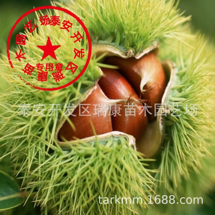 嫁接板栗苗基地 當(dāng)年結(jié)果華光板栗 大紅袍板栗產(chǎn)量高