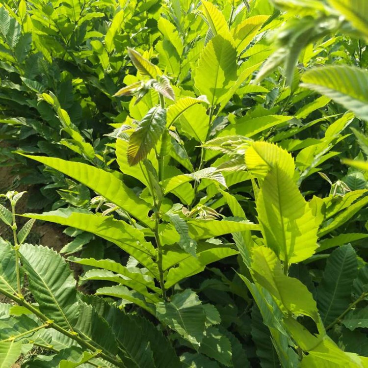 出售嫁接板栗苗 山東廠家大量批發(fā)供應(yīng)高品質(zhì)板栗苗 品種￥