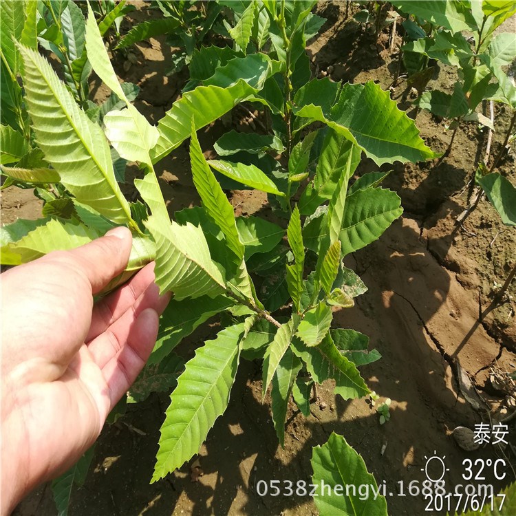板栗苗產(chǎn)地 自家種植嫁接板栗苗 板栗苗 1年板栗苗價(jià)格