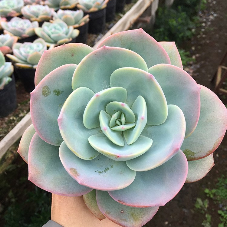 芊朵园艺 白凤 多肉植物  室内绿植景观肉肉  基地直销盆栽批发