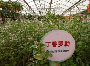 【廠家直銷】植物提取丁香羅勒精油丁香油丁香酚質(zhì)量