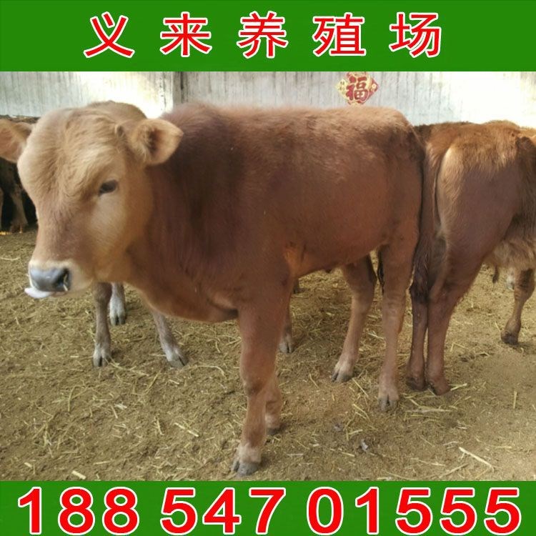 魯西黃牛牛犢飼養方法包運送魯西黃牛肉牛犢贈送肉牛養殖技術