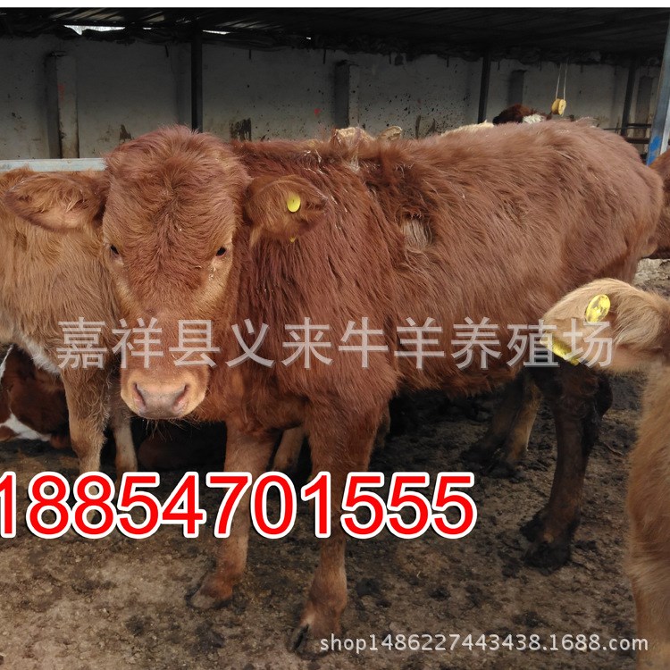 低價(jià)出售育肥牛魯西黃牛牛犢贈(zèng)送魯西黃牛技術(shù)養(yǎng)殖 肉牛犢供應(yīng)中