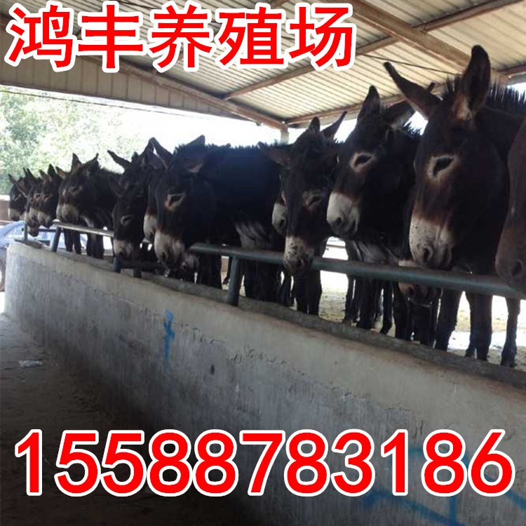 德州驢養(yǎng)殖技術(shù) 毛驢新養(yǎng)殖技術(shù) 驢的價(jià)格 養(yǎng)殖德州驢