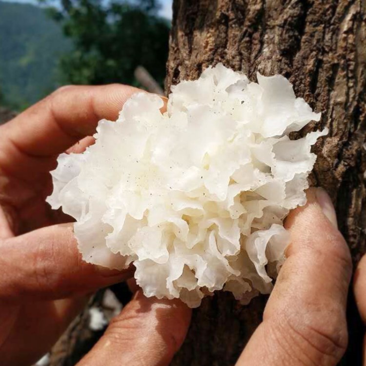 通江野生银耳 干货批发 无硫熏白木耳 产地货源 野生椴木银耳50克