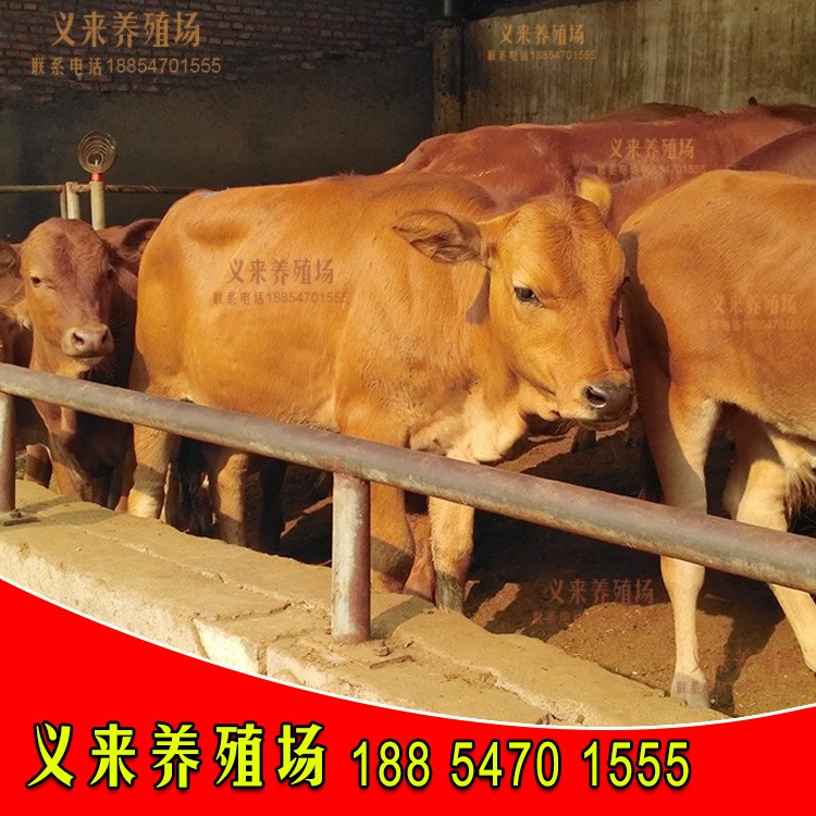 現(xiàn)在魯西黃牛牛犢價格魯西黃牛養(yǎng)殖場出售種肉牛犢正規(guī)養(yǎng)牛場
