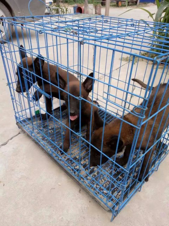 一條馬犬母犬大概錢 馬犬出售黑頭黑胸馬犬幼犬 品種較好