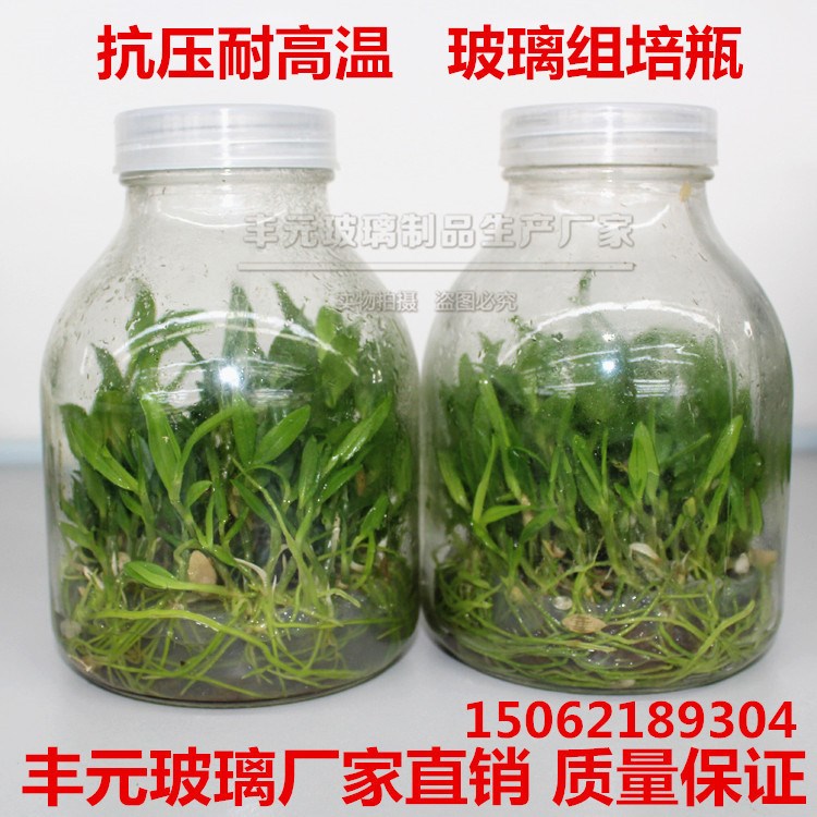 廠家批發(fā) 實驗菌種組培瓶 650ml玻璃組培瓶 培養(yǎng)瓶 蘭花瓶 養(yǎng)殖瓶