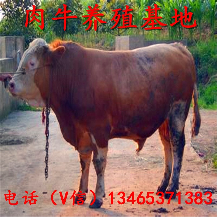 黃牛犢 肉牛價格及肉牛養(yǎng)殖技術(shù)、合肥肉牛肉羊基地黃牛價格肉牛