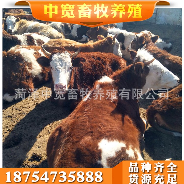 改良小黃牛繁育 養(yǎng)殖肉牛好飼養(yǎng) 肉牛 小牛犢批發(fā)