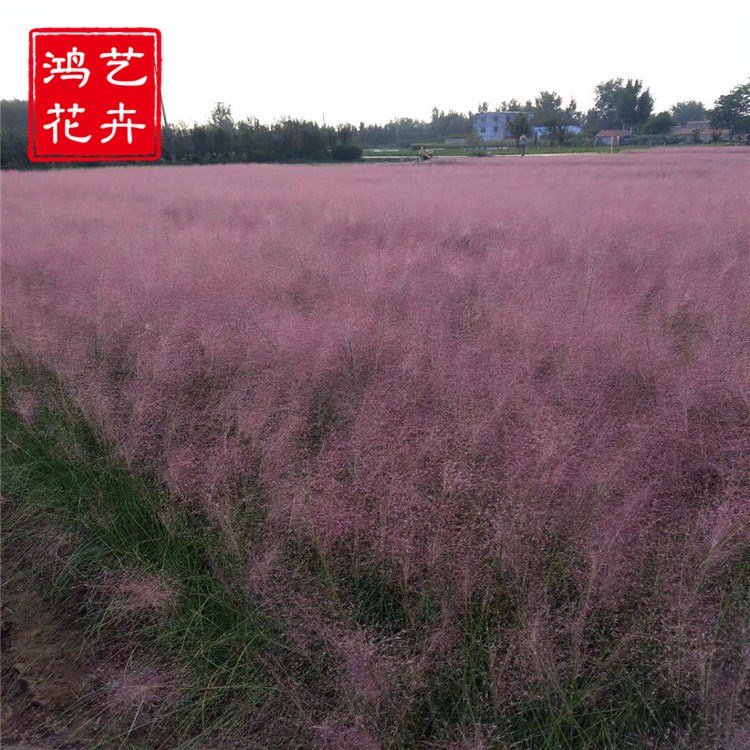 宿根花卉粉黛亂子草 花壇景觀園林工程花卉 批發(fā)粉黛亂子草