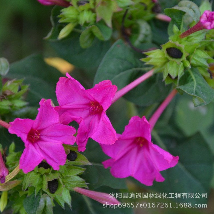 直供易種植茉莉花種子  草坪草本花卉景觀綠化  紫茉莉花種