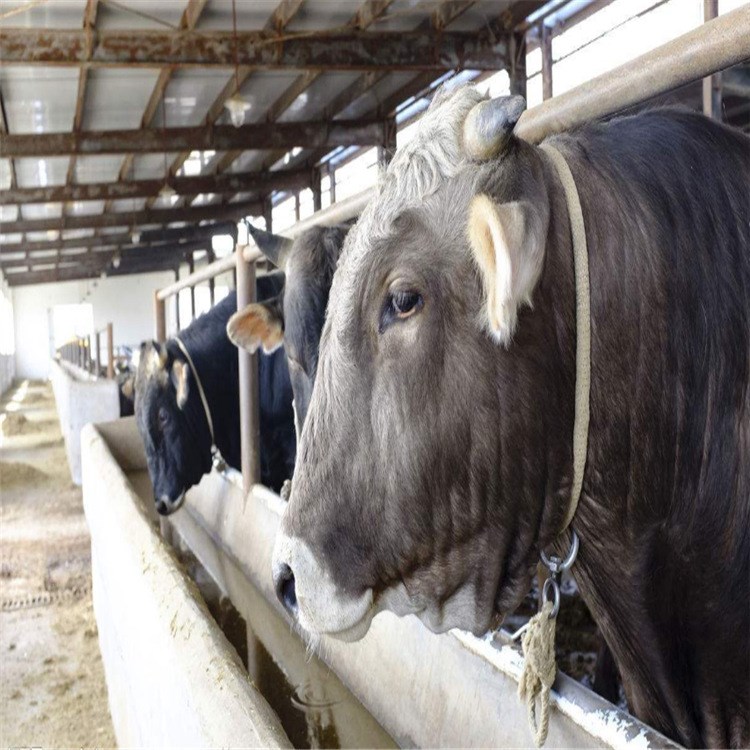 肉牛价格/鲁西黄牛价格/西门塔尔牛犊钱一头 肉牛养殖场