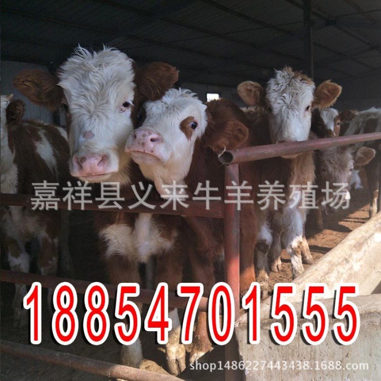 活魯西黃牛牛犢錢 西門塔爾牛架子牛價格 肉牛養(yǎng)殖