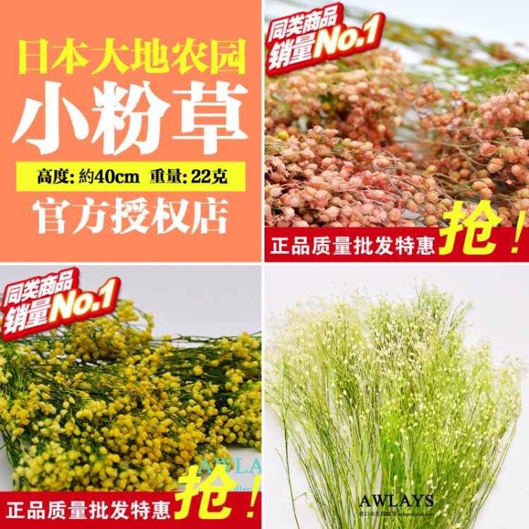 小粉草03300 日本大地/永生花DIY/保鮮花/干花/小草花