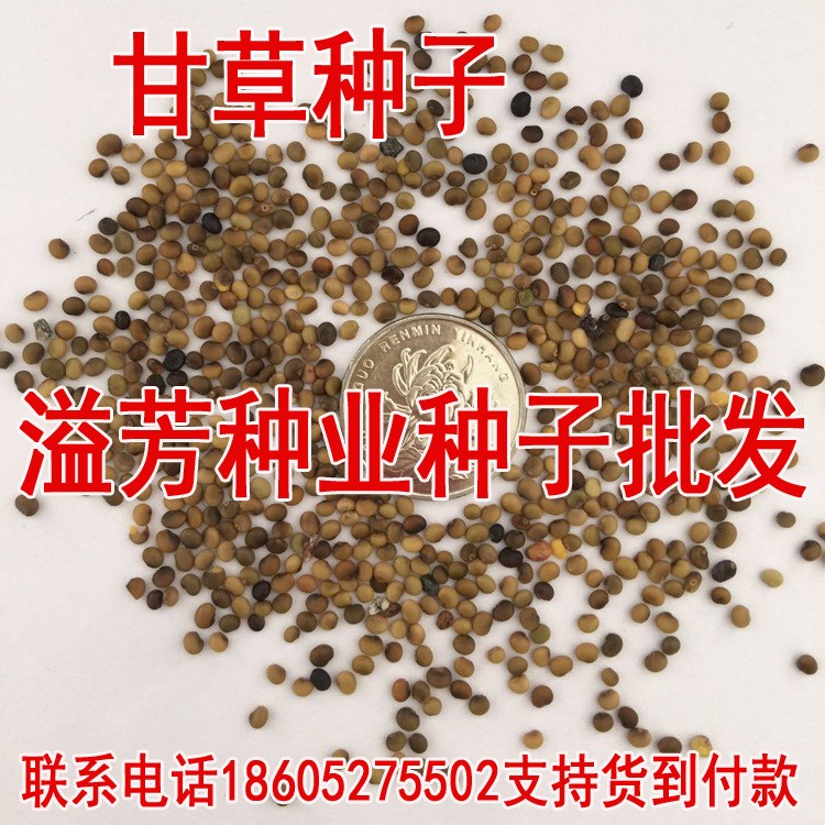 多年生中草藥材籽國(guó)老甜草根紅粉甘草烏拉爾甘草種子支持貨到付款