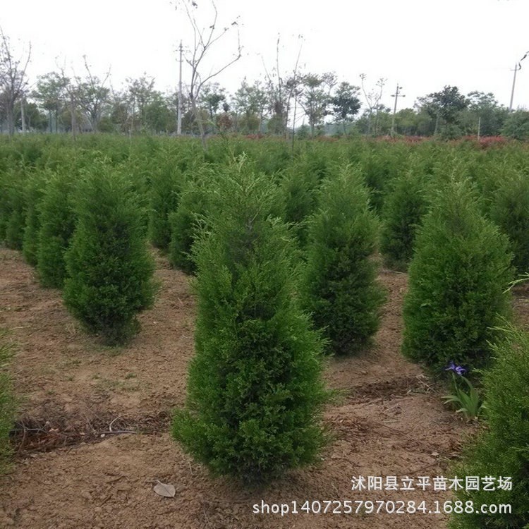 基地大量檜柏 蜀檜小苗  綠化工程苗木批發(fā)