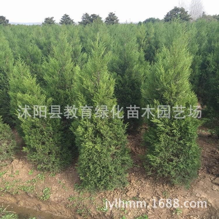 供應蜀檜柏.江蘇塔柏銷售價格.檜柏產地專售栽山塔柏