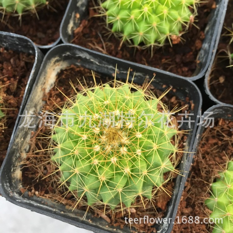桌面綠植 辦公室 陽(yáng)臺(tái)趣味仙人球  實(shí)生金洋丸