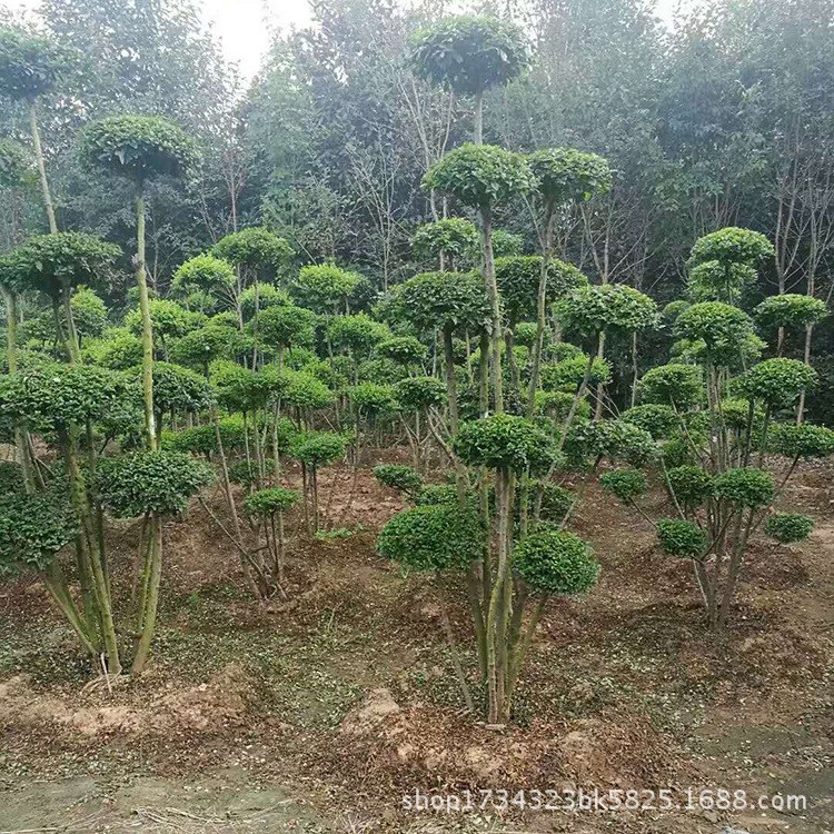 大量批發(fā)小葉女貞造型 庭院綠化四季常青苗木小葉女貞規(guī)格齊