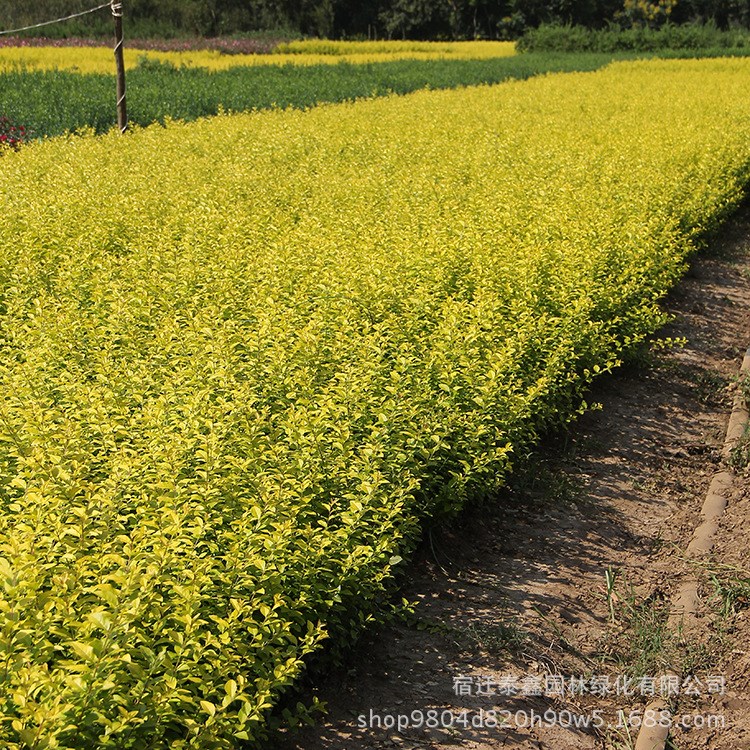 金葉女貞 基地直銷金葉女貞 金葉女貞苗綠化工程庭院植物規(guī)格全