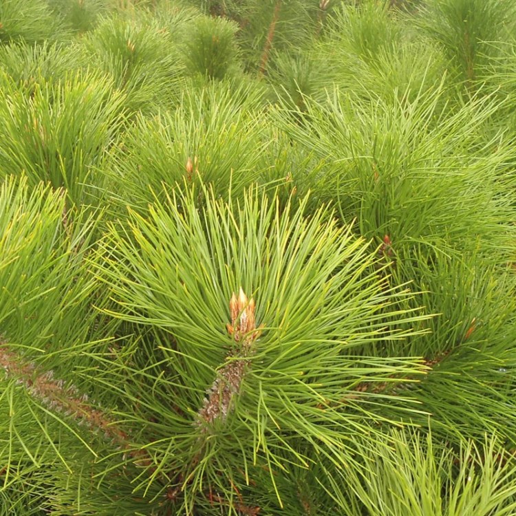 多种规格黑松树苗直供 路边绿化黑松小苗 基地自产自销价格便宜￥