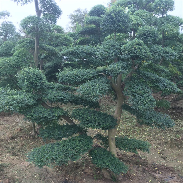 大量批發(fā)園林綠化木 小葉女貞造型樹 庭院美化規(guī)格