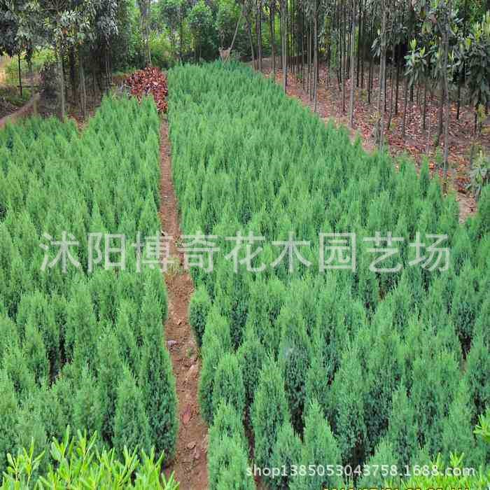 綠化工程1-3米刺柏 刺柏基地批發 刺柏保質保量 北京檜供應