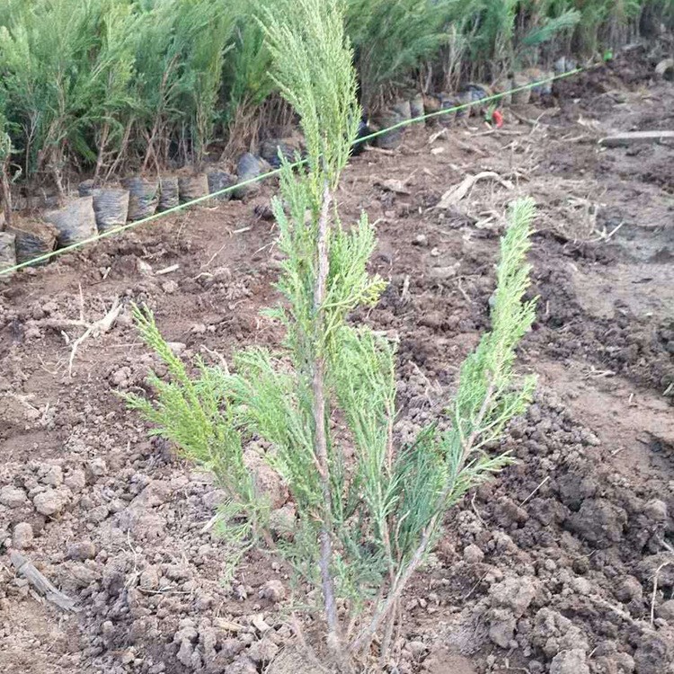 沙松樹苗柏樹 蜀檜寶塔松 塔柏樹苗 北京檜龍柏苗 沙地柏小苗