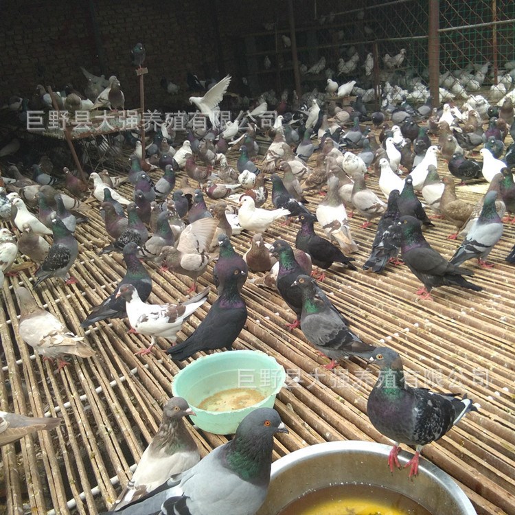 肉鸽种鸽大体重优良品种 包教技术 包运输