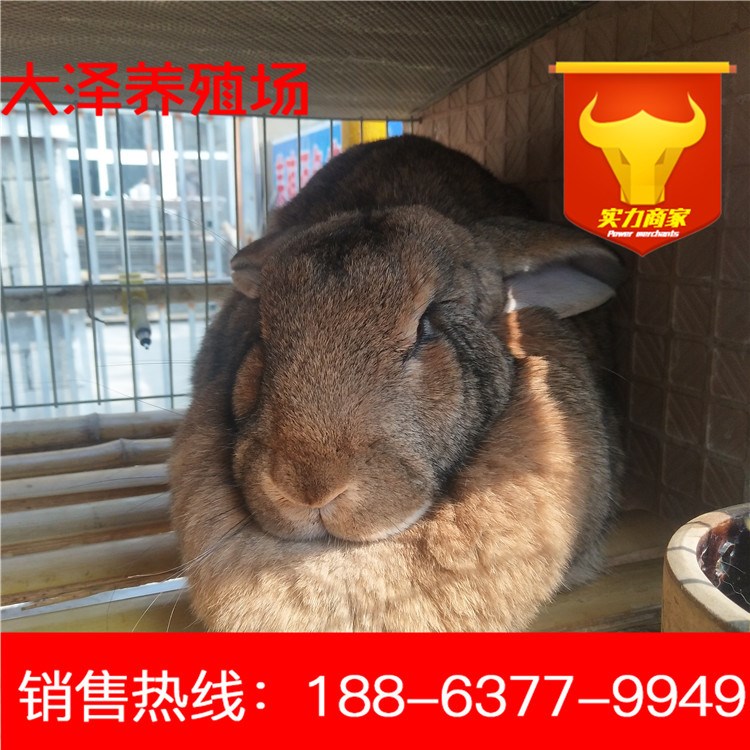 特種珍禽養(yǎng)殖場出售活體兔子品種獺兔 新西蘭種兔比利時(shí)雜交