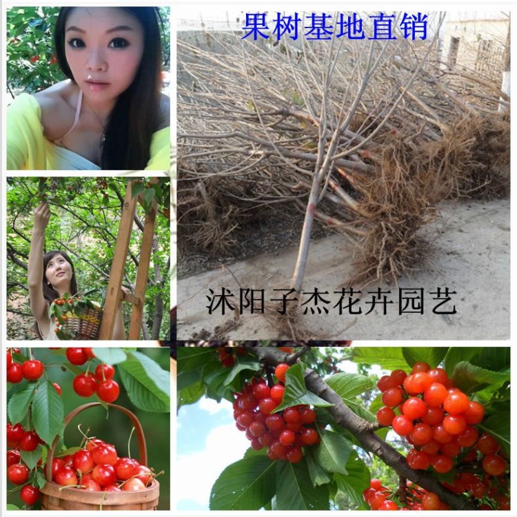 直銷美國大櫻桃&#39;樹苗矮化大櫻桃苗果樹苗 山東櫻桃 提供實物
