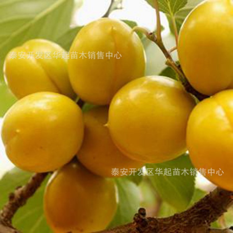 珍珠油杏 杏樹苗 嫁接 凱特 金太陽 豐園紅 紅豐杏苗 現挖挖果苗