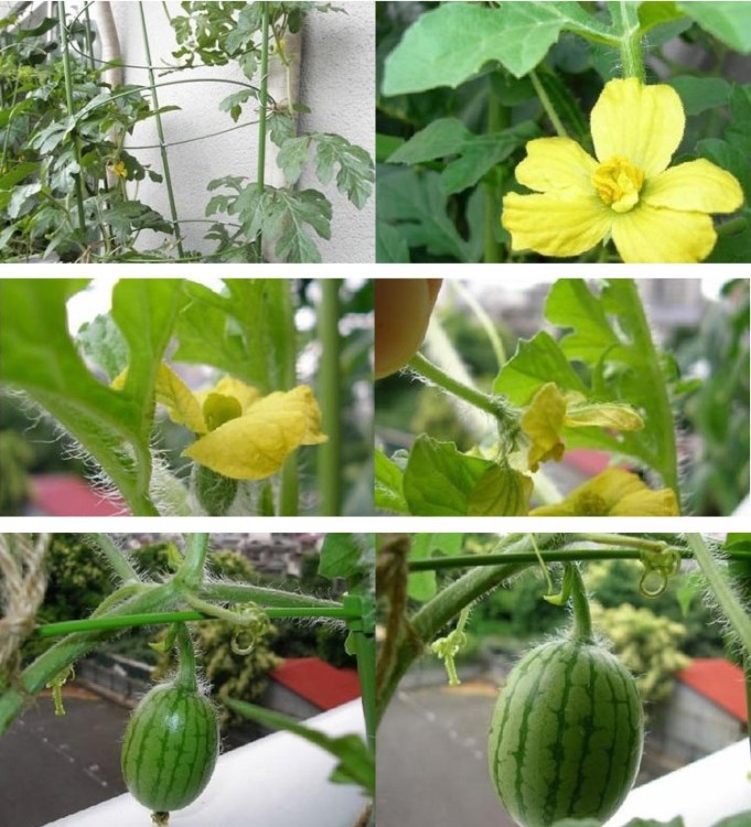 京欣一号西瓜种子 口感脆爽 红瓤西瓜种子 瓜果种子 中早熟