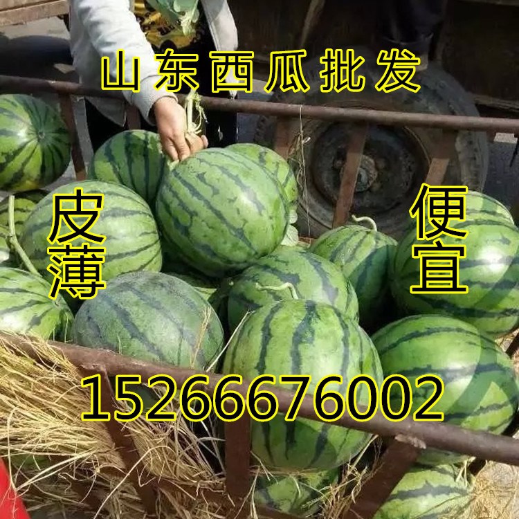 大棚西瓜價(jià)格 京欣西瓜價(jià)格行情 西瓜批發(fā)價(jià)格 產(chǎn)地批發(fā)