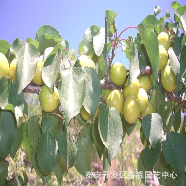 杏樹樹苗 基地直銷 杏子樹 杏樹嫁接苗 金太陽杏樹苗 杏樹苗多品