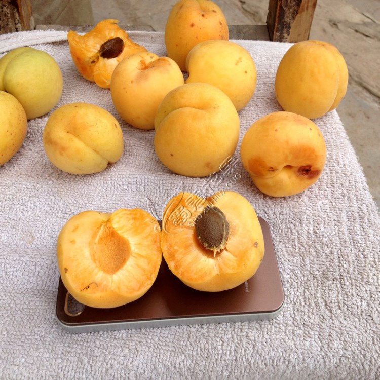 批發(fā)南北方種植嫁接杏子樹(shù)苗金太陽(yáng)杏子苗凱特當(dāng)年結(jié)果包技術(shù)指導(dǎo)