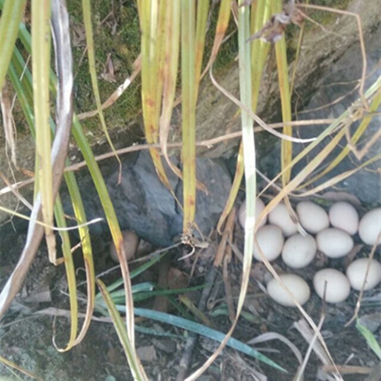 田園居住土雞蛋農(nóng)家雞蛋新鮮 笨雞蛋柴雞蛋草雞蛋家庭散養(yǎng)