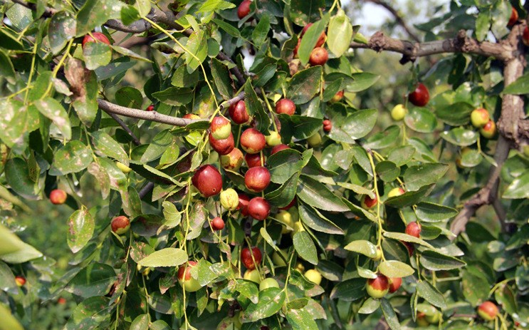 長期供貨   【濃縮紅棗汁】 色澤好