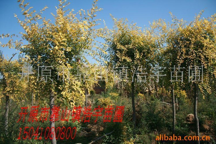 供應(yīng)中華金葉榆 高接金葉榆 金葉榆價(jià)格 遼寧金葉榆 河北金葉榆
