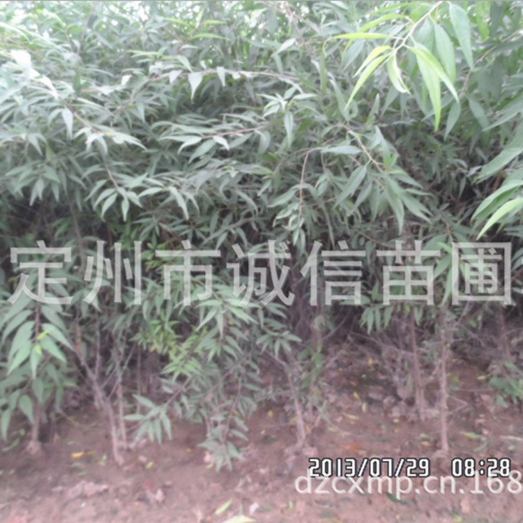 定州苗圃出售山桃苗木山桃批發(fā)銷售河北定州山桃苗木基地