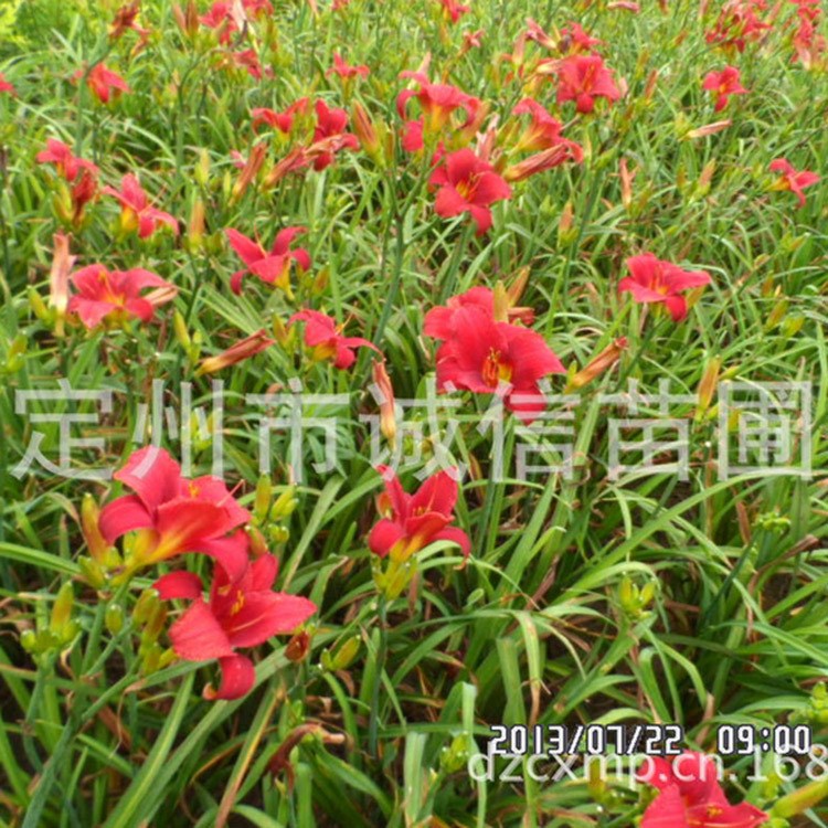 出售紅運(yùn)萱草北京紅運(yùn)萱草河北定州紅運(yùn)萱草價(jià)格