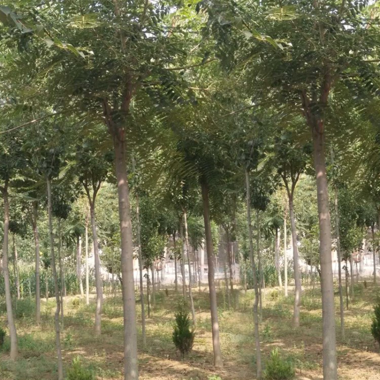 供應(yīng)河北椿樹 天津千頭椿 椿樹小苗 大小規(guī)格 10到25公分