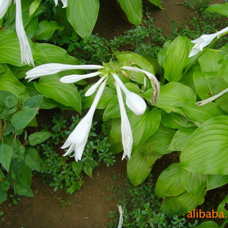 供應苗木 大量紫花玉簪白花玉簪